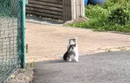 Kater mit Beute im Maul