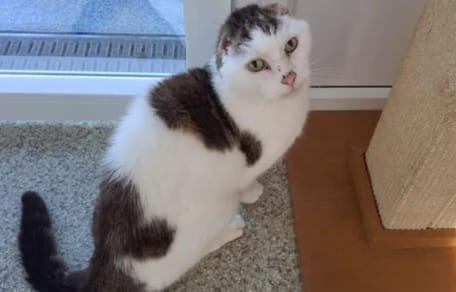 Kater Philipp