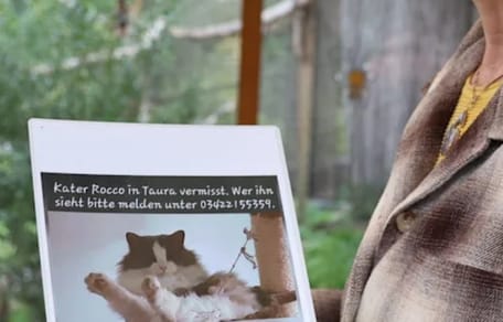 Kater Rocco wurde wohl von einem Wolf gefressen