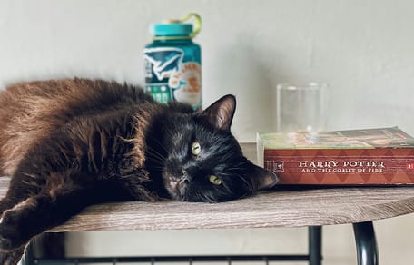 kattennamen geïnspireerd door boeken
