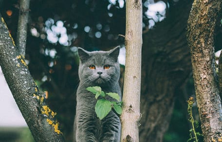 20 kattennamen geïnspireerd door de natuur