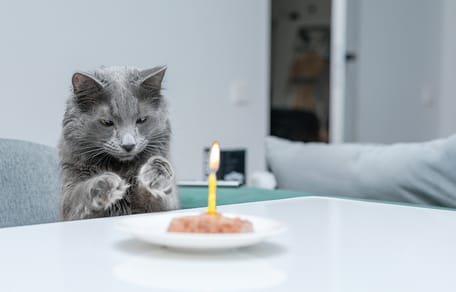 kattennamen geïnspireerd door eten en drinken