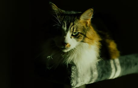 kattennamen geïnspireerd door films