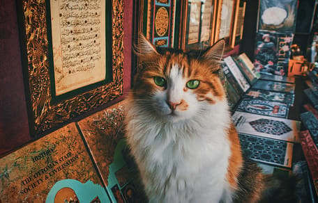 20 kattennamen geïnspireerd door historische figuren