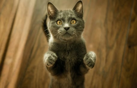 kattennamen geïnspireerd op superhelden