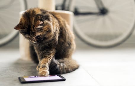 kattennamen geïnspireerd op videogames