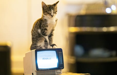 20 kattennamen geïnspireerd door jouw favoriete tv-series