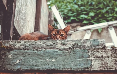 kattennamen voor bruine katten