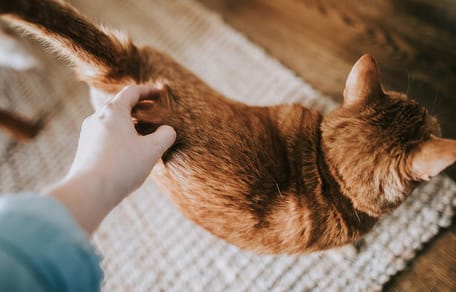kattennamen voor cinnamon katten
