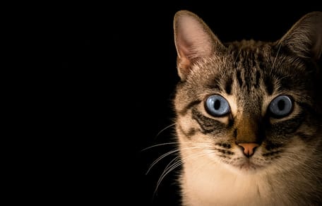 kattennamen voor Cyperse kat