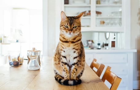 kattennamen voor fawnkleurige katten