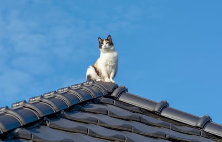 Katze auf Baum oder Dach