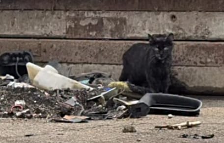 Katze auf dem Kölner Großmarkt-Gelände