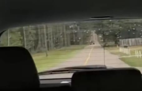 Kot na tylnym siedzeniu