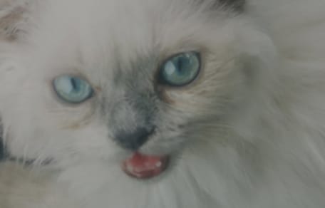Katze aus Hitzeauto gerettet