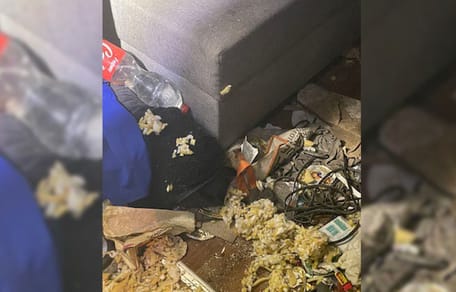 Katze aus Messie-Wohnung gerettet