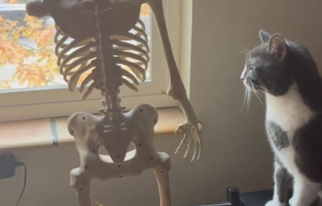 Katze betrachtet Deko-Skelett