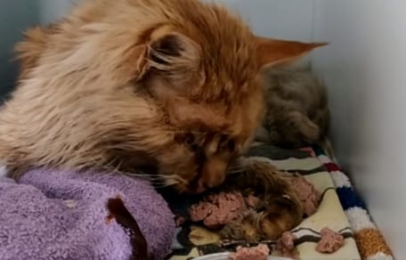 Gato comiendo pienso