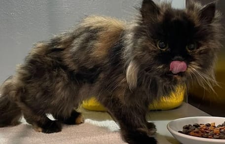 Katze frisst toten Halter