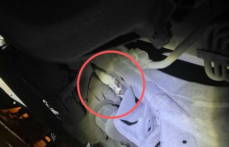 Chat dans un moteur de voiture