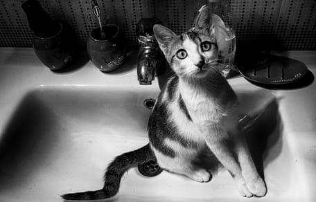 Katze im Bad