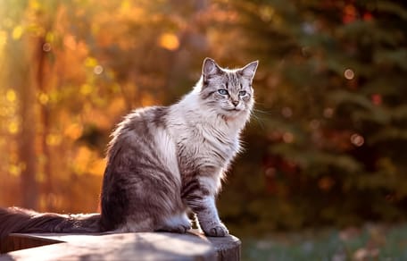 Katze im Herbst