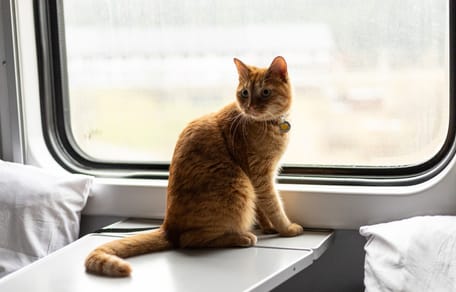 Katze im Zug