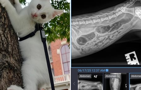 Kat in een boom en röntgenfoto's