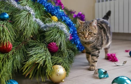 Katze in Weihnachtskarton