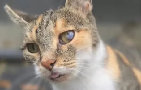 Katze Juli