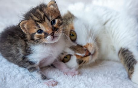 Katze kuschelt mit einem Katzenbaby