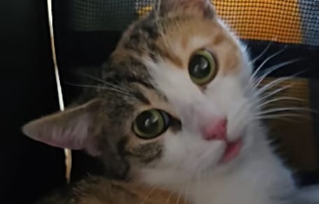 Katze Lilli