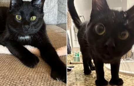 Katze Marty