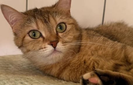 Katze Mini