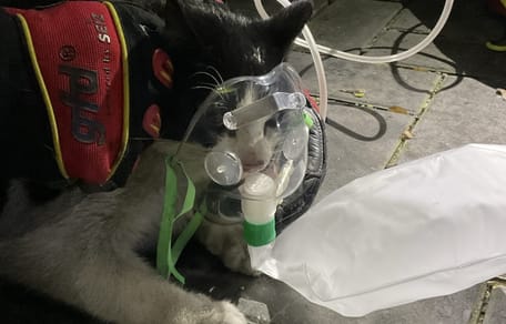 Katze mit Beatmungsmaske