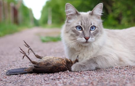 Katze mit gejagtem Vogel