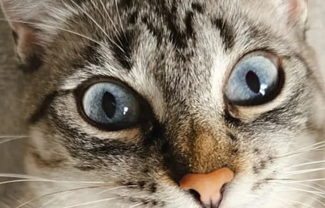 Katze mit menschlichen Lippen
