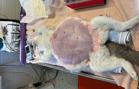 Kat met pyometra
