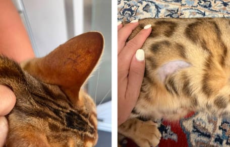 Katze mit rasierter Stelle und Hakenkreuz im Ohr