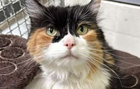 Katze Molly