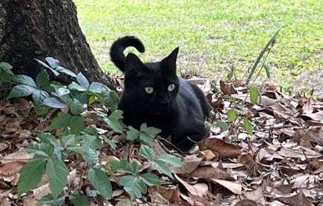 Katze Pepper