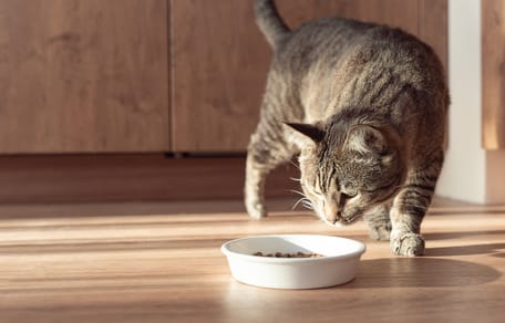 Katze schleicht um Futternapf herum