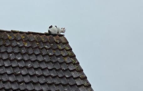 Katze sitzt seit 48 Stunden auf Dachfirst fest