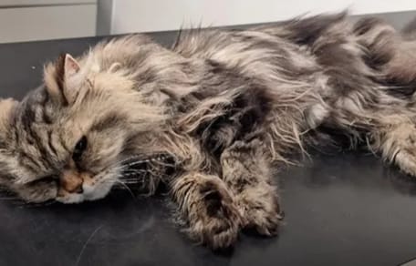 Katze Smokey