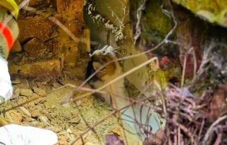 Katze steckt in engem Spalt fest