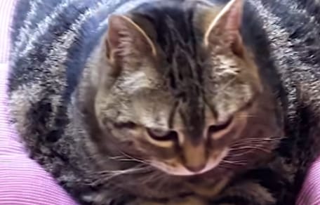 Katze Tanaya