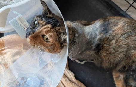 Katze Tessy nach der Amputation