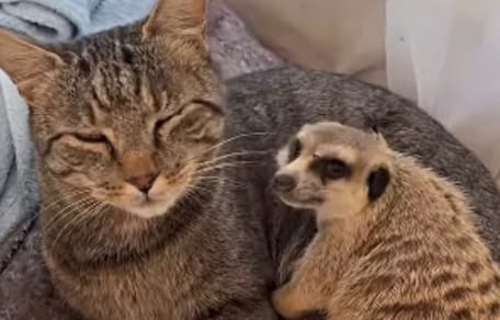 Katze und Erdmännchen kuscheln miteinander