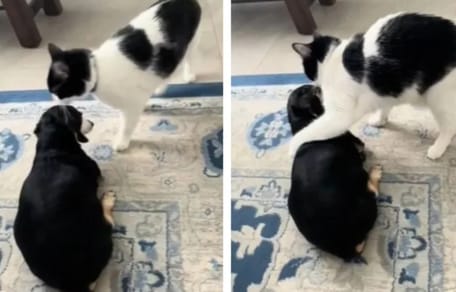 Katze und taubblinder alter Hund