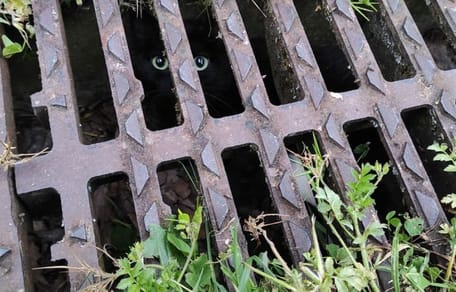 Katten gevangen in een waterafvoer